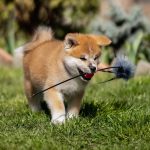 CHIARA-female-Akita-puppy-for-sale-5