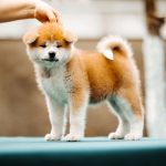 CORA-female-Akita-puppy-for-sale-1