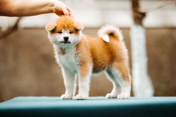 Cora Akita Cora Akita