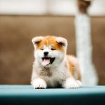 CORA-female-Akita-puppy-for-sale-2