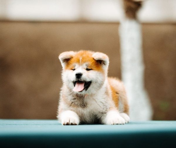 Cora Akita Cora Akita