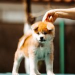 CORA-female-Akita-puppy-for-sale-3