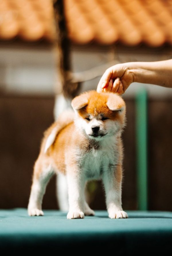 Cora Akita Cora Akita