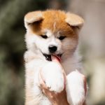 CORA-female-Akita-puppy-for-sale-4