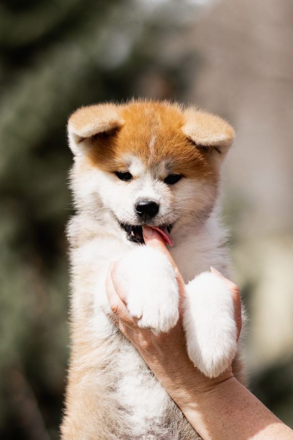 Cora Akita Cora Akita