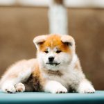 CORA-female-Akita-puppy-for-sale-5