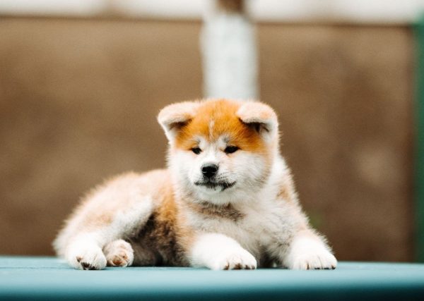 Cora Akita Cora Akita