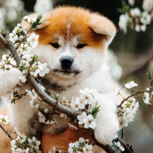 Safe Flowers and Plants for Pets