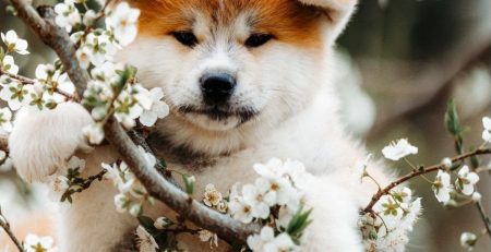 Safe Flowers and Plants for Pets