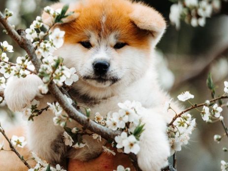Safe Flowers and Plants for Pets