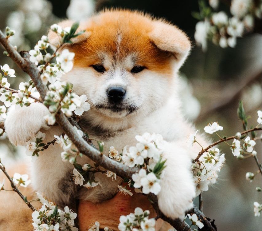 Safe Flowers and Plants for Pets