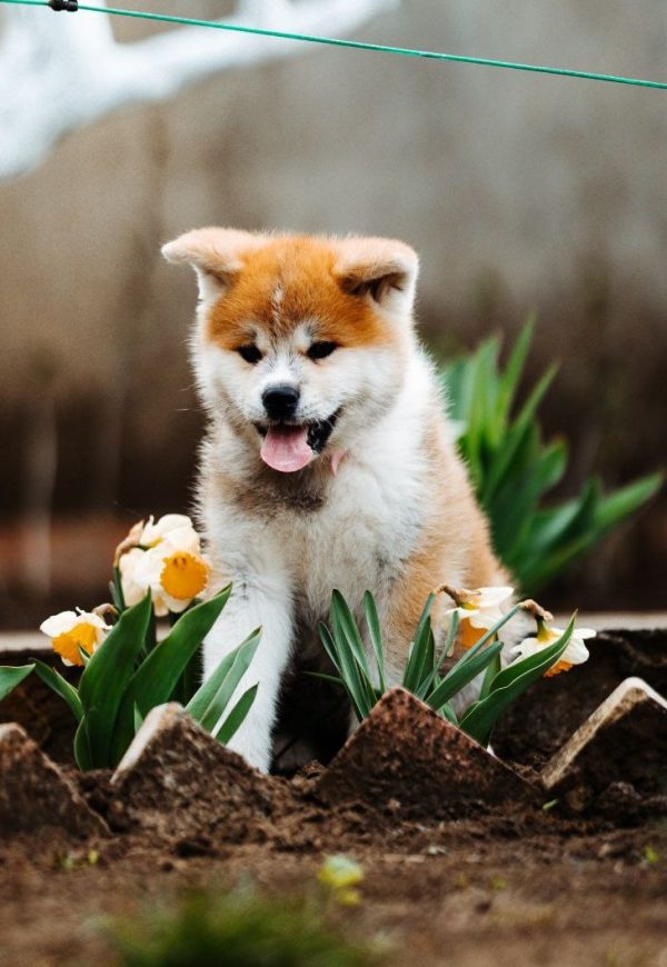 Cora Akita Cora Akita