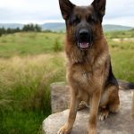 Fabio-male-german-shepherd-puppy-for-sale-1 (1)