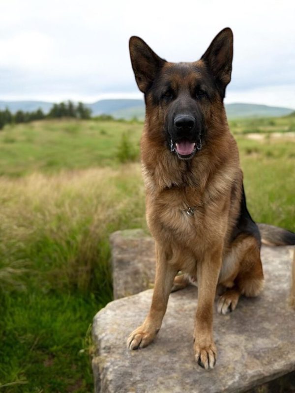 Fabio German Shepherd Fabio German Shepherd