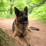 Ivita German Shepherd