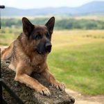 Fabio-male-german-shepherd-puppy-for-sale-1 (3)