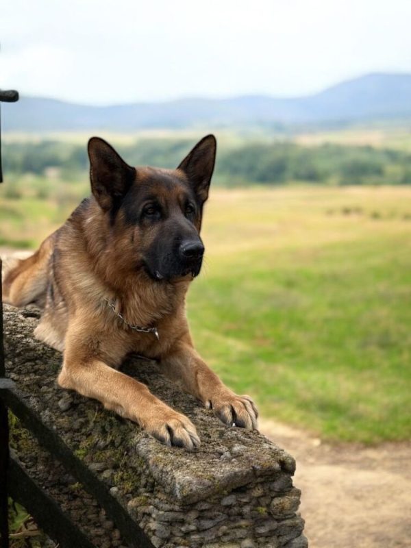 Fabio German Shepherd Fabio German Shepherd