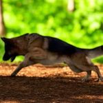 Fabio-male-german-shepherd-puppy-for-sale-1 (4)