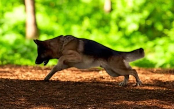 Fabio German Shepherd Fabio German Shepherd