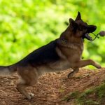 Fabio-male-german-shepherd-puppy-for-sale-1 (5)