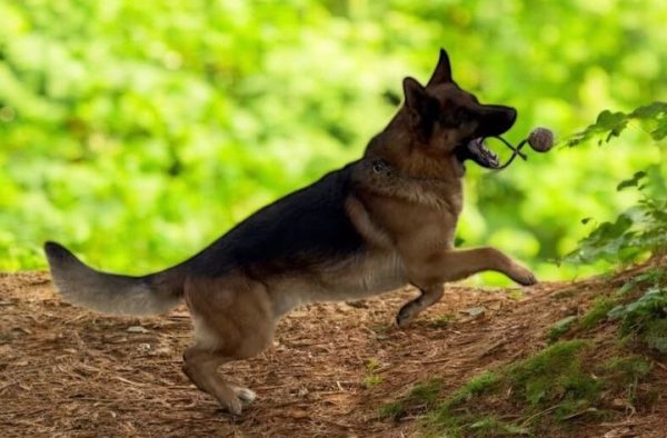 Fabio German Shepherd Fabio German Shepherd