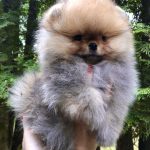 Feya-female-Pomeranian puppy-for-sale-1
