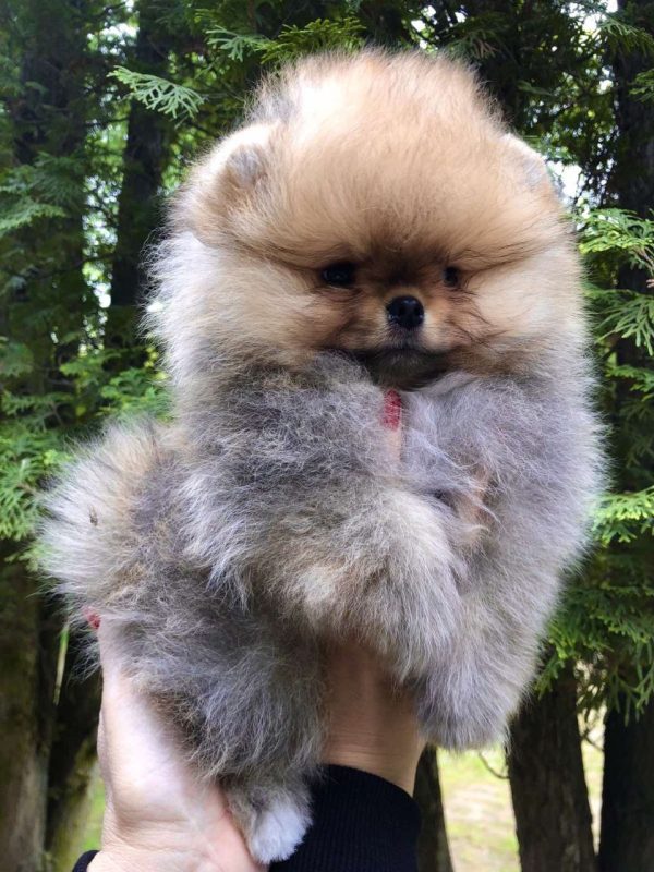 Feya Pomeranian Feya Pomeranian