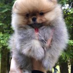 Feya-female-Pomeranian puppy-for-sale-2