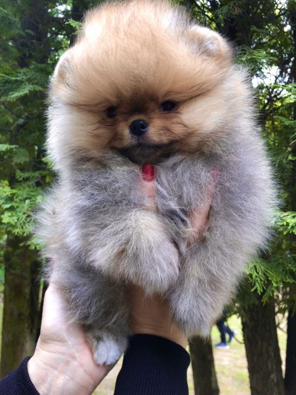 Feya Pomeranian Feya Pomeranian