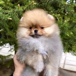 Feya-female-Pomeranian puppy-for-sale-3