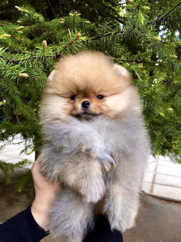 Feya Pomeranian Feya Pomeranian