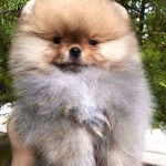 Feya-female-Pomeranian puppy-for-sale-4