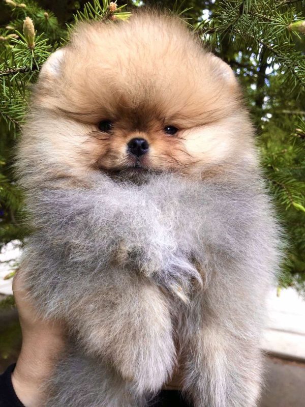 Feya Pomeranian Feya Pomeranian