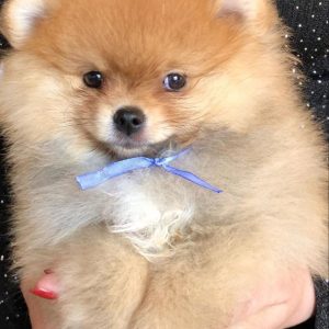 Fred Pomeranian Fred Pomeranian