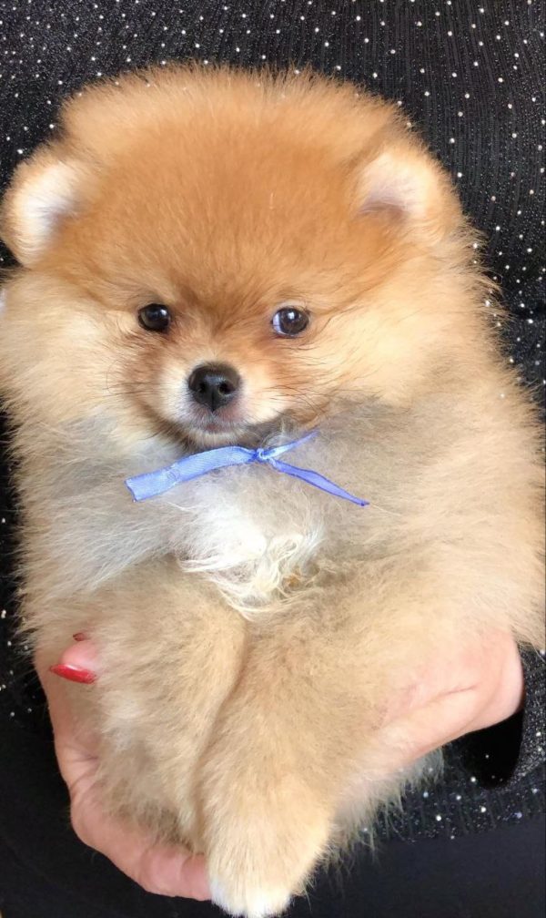 Fred Pomeranian Fred Pomeranian