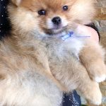 Fred-male-Pomeranian puppy-for-sale-2