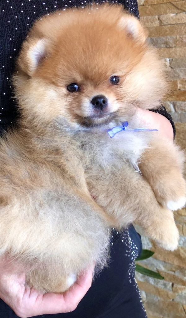 Fred Pomeranian Fred Pomeranian