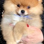 Fred-male-Pomeranian puppy-for-sale-3