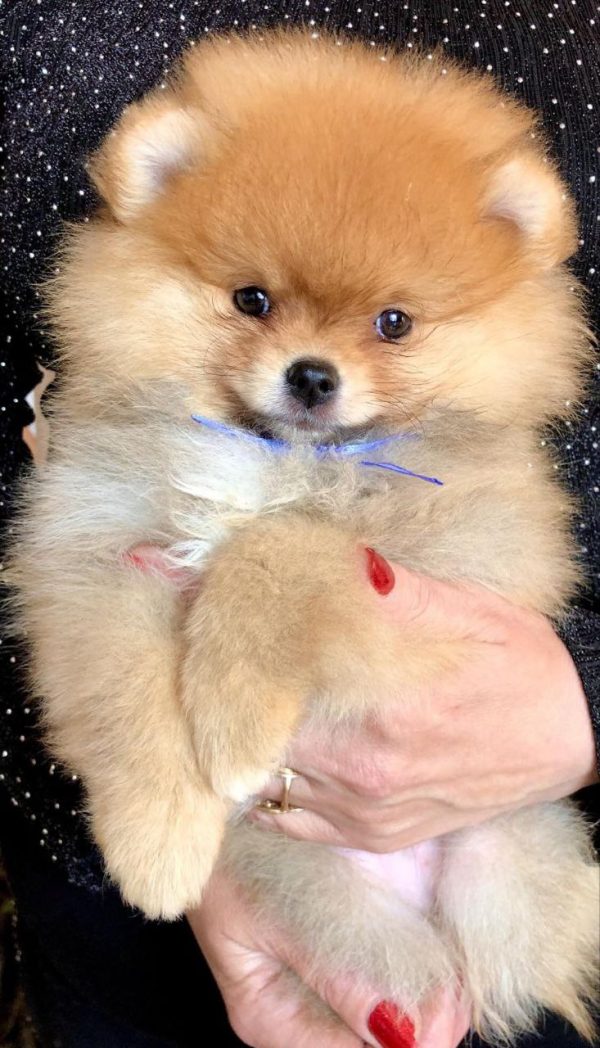 Fred Pomeranian Fred Pomeranian