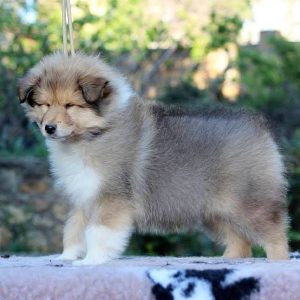 Gingersnap Rough Collie