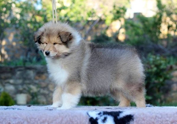 Gingersnap Rough Collie Gingersnap Rough Collie