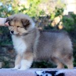 Gingersnap-male-Rough-Collie-puppy-for-sale-2