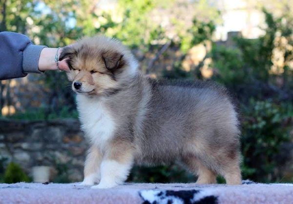 Gingersnap Rough Collie Gingersnap Rough Collie