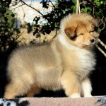 Gingersnap-male-Rough-Collie-puppy-for-sale-3