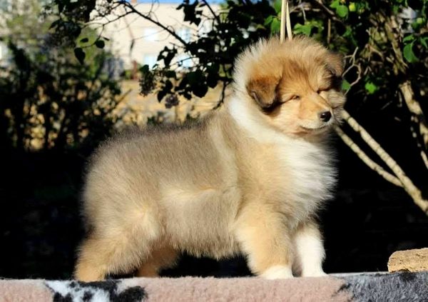 Gingersnap Rough Collie Gingersnap Rough Collie