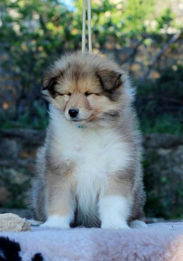 Gingersnap Rough Collie Gingersnap Rough Collie