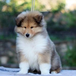 Golddigger Rough Collie