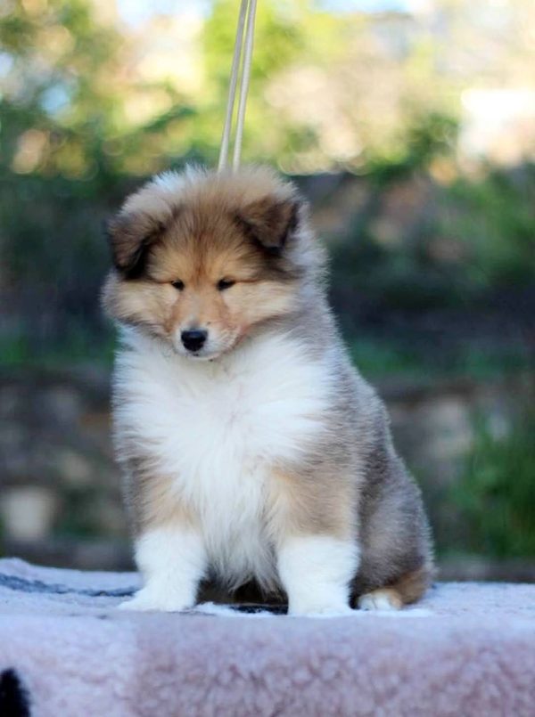 Golddigger Rough Collie Golddigger Rough Collie