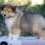 Golddigger-male-Rough-Collie-puppy-for-sale-2