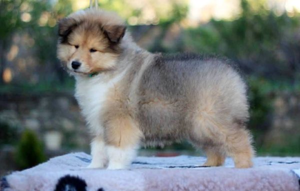 Golddigger Rough Collie Golddigger Rough Collie